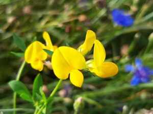 20210802_172452 Kællingetand