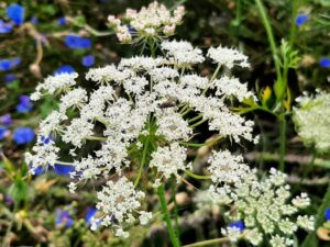 20210828_134857 Vild gulerod