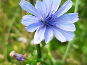 20210828_134938 Cikorie