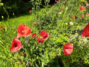 20210801_131019 Kornvalmue