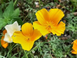 20210828_144602 Guldvalmue