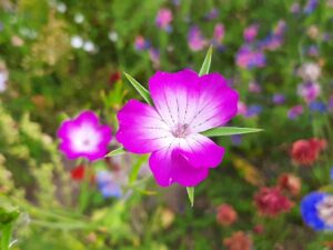 20210906_121702 - Kopi Klinte