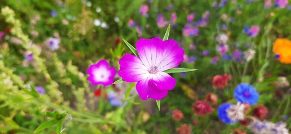 20210906_121702 - Kopi Klinte