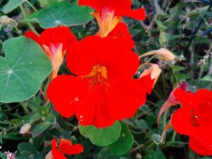 20210920_191219 Blomsterkarse