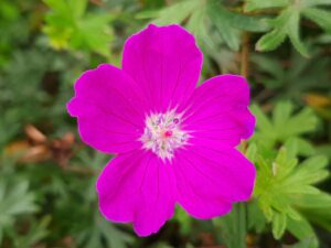 20210926_144300 Storkenæb