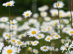 ox-eye-daisy-gdc621ffdd_1920 Hvid okseøje