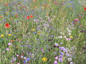 20210906_121652 - Kopi Blomstermark