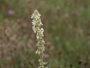 B-Verbascum-lychnitis-2 Bleg Kongelys
