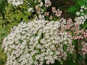 Skotsk lostilk Skotsk Lostilk