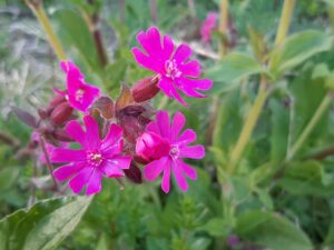 Dagpragtstjerne Dagpragtstjerne