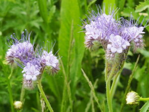 Honningurt Honningurt