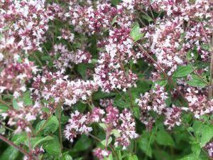 Vild Oregano Vild Oregano