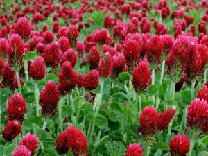 trifolium-incarnatum-5513691_1280 Blodkløver