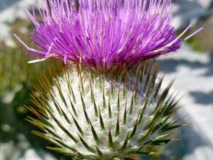 1aee6b2915c086e7de2a6acb30a04924397c2f34 Æselfoder